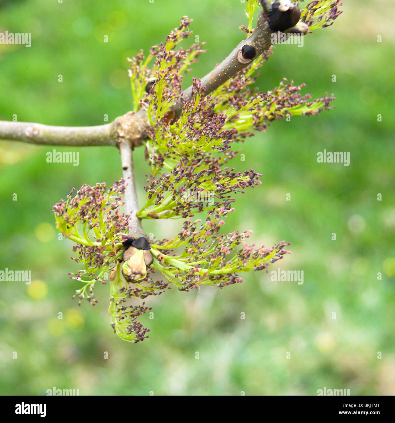 Ash flowers and leaf buds Stock Photo