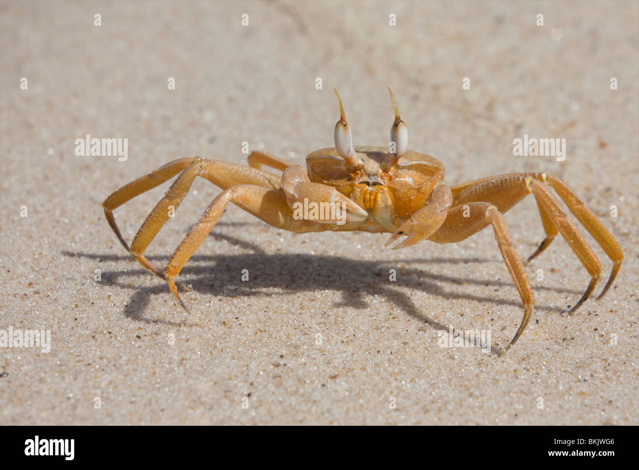 Ghost Crab on a Gabon beach Stock Photo