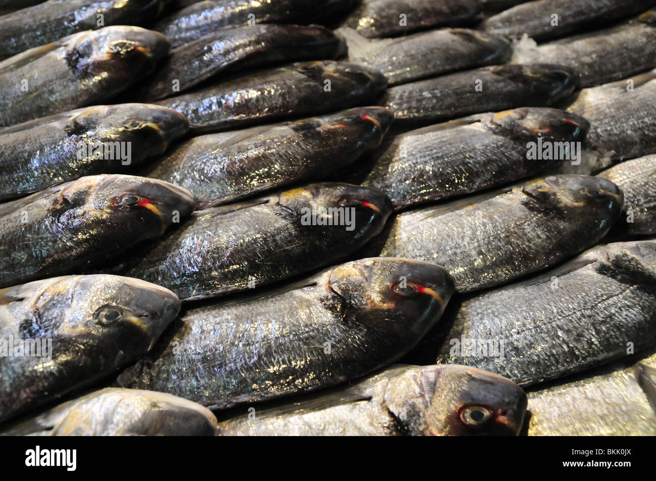 Israel, western Galilee, Acre, The old city fresh fish on display in