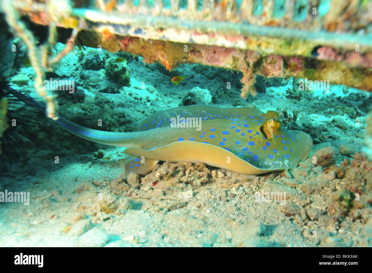 Israel, Eilat, Red Sea, – Underwater photograph of a Coral reef fish a ...