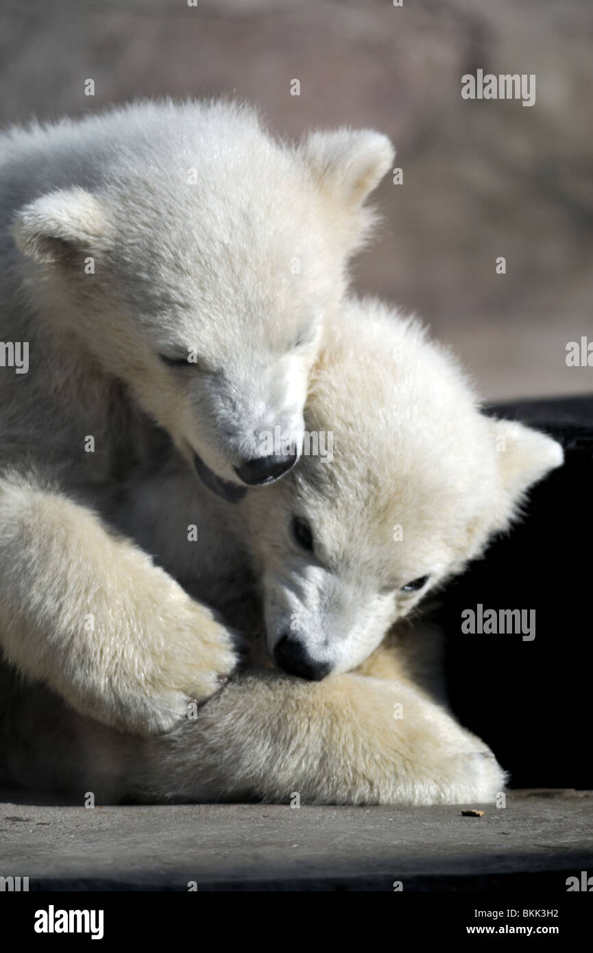 Two little polar bear cubs playing Stock Photo - Alamy
