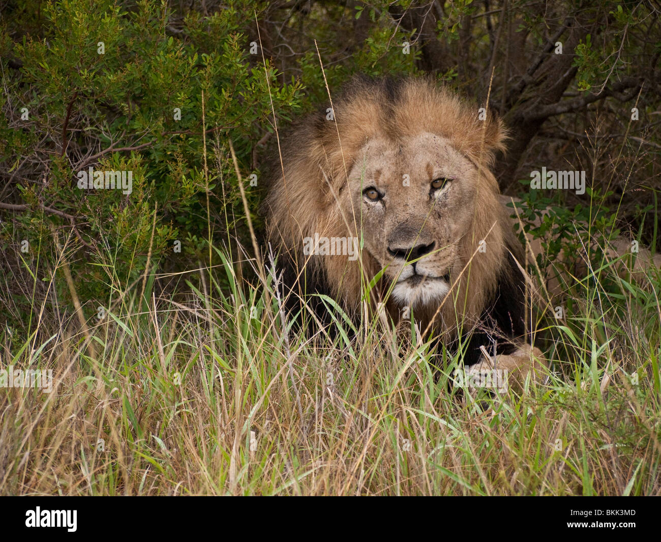Adult male lion hi-res stock photography and images - Alamy