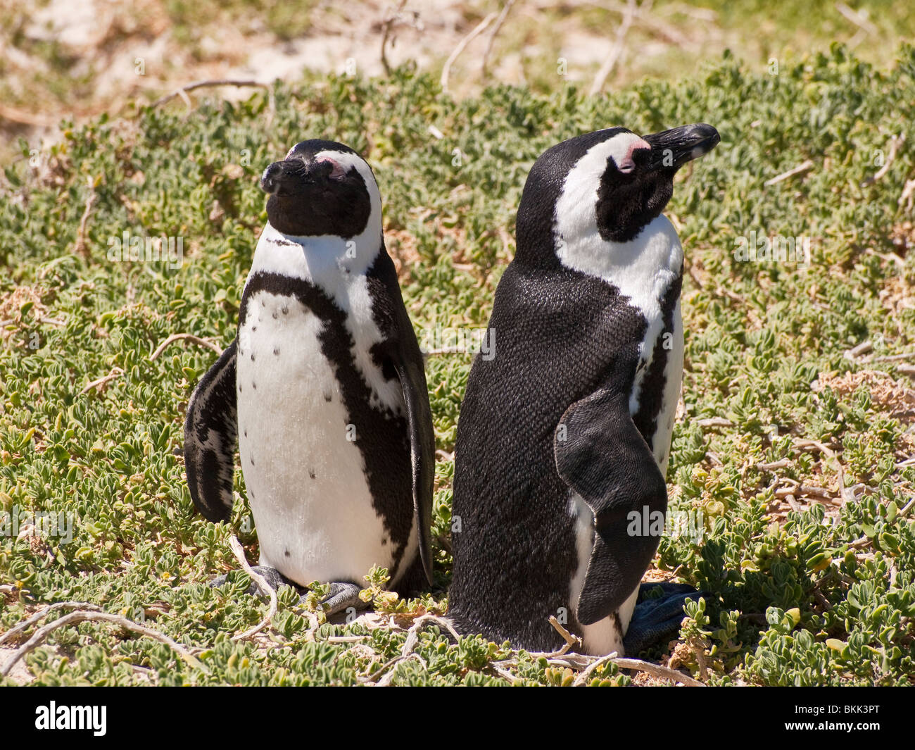 African Jackass Penguins Spheniscus Demersus At Boulders Beach Cape