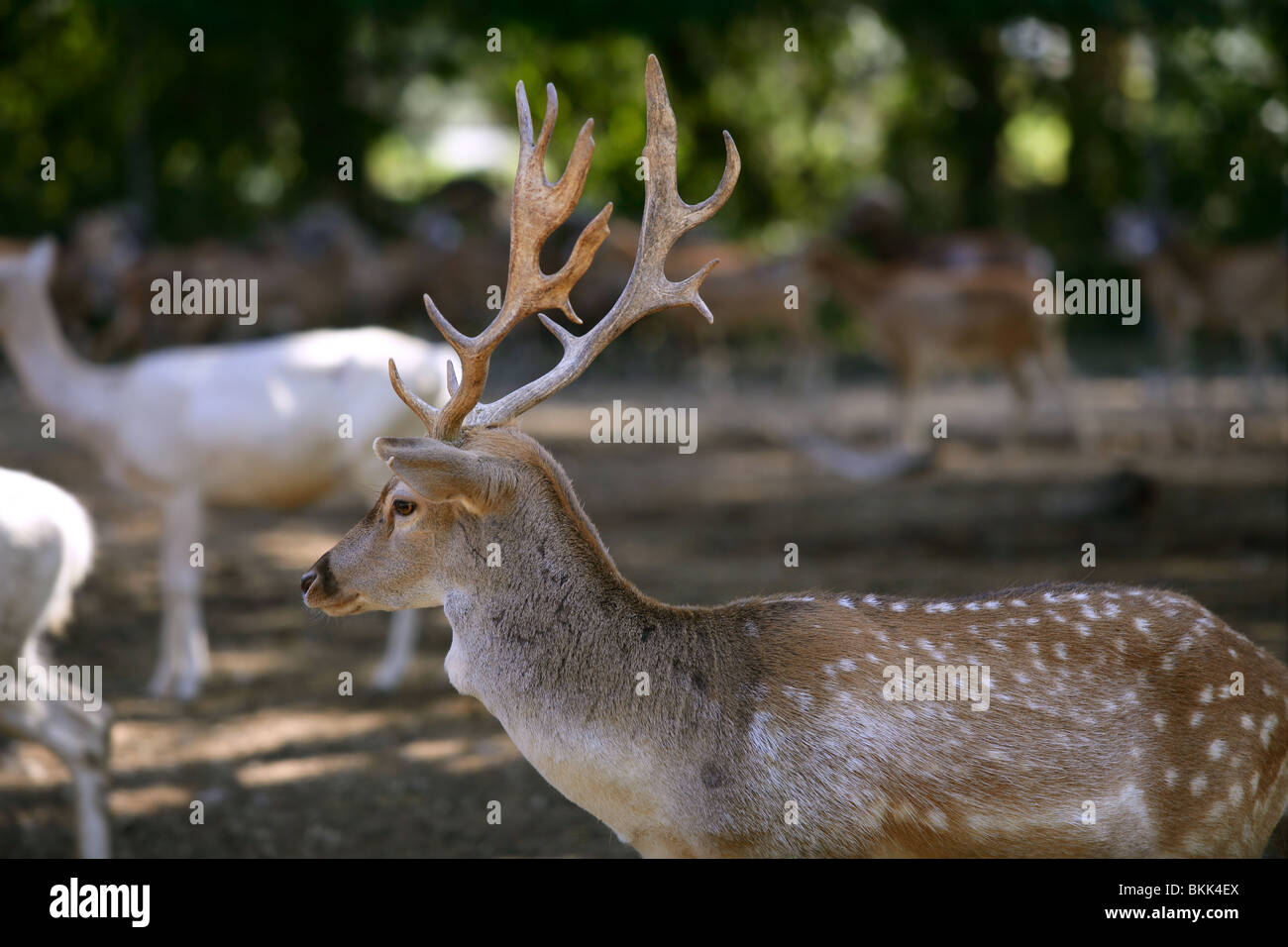 Deer male with good horns profile side view with females Stock Photo