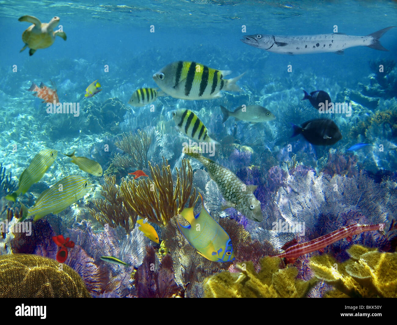caribbean reef tropical fishes underwater sea view Stock Photo