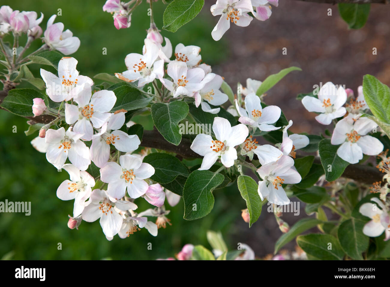 Gala Apple Blossoms 'Gala' variety Stock Photo Alamy