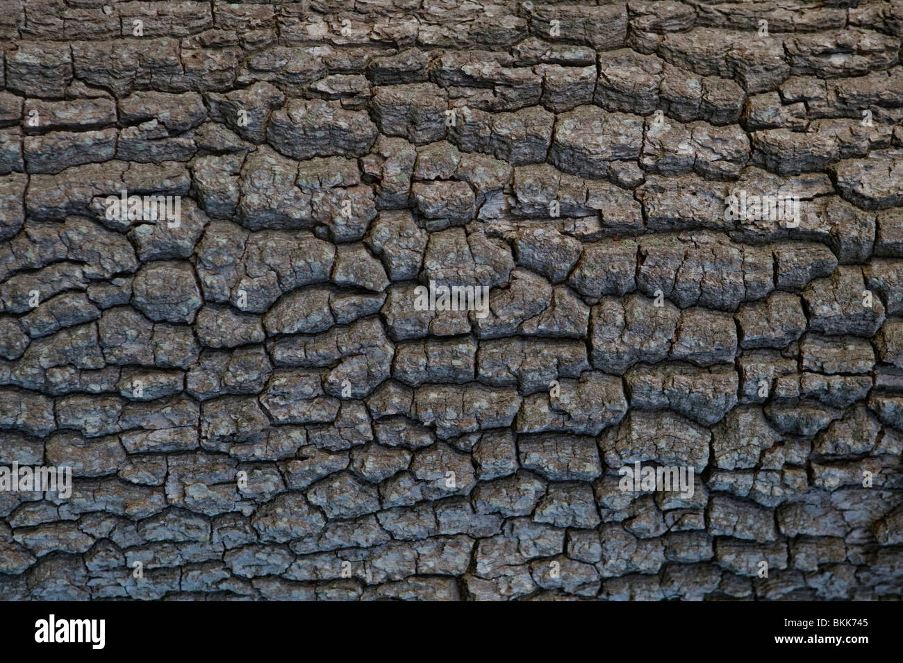 oak bark texture Stock Photo