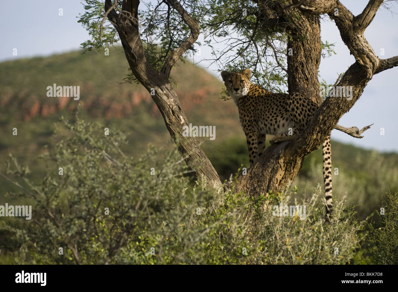 Cheetah using a tree to survey it's surroundings, Okonjima, Namibia. Stock Photo