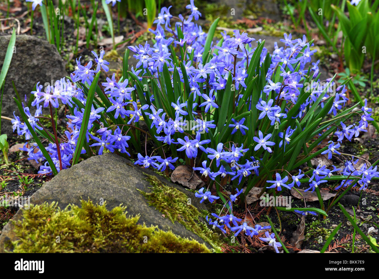 Blue chionodoxa spring flowers close up Chionodoxa sardensis Stock Photo