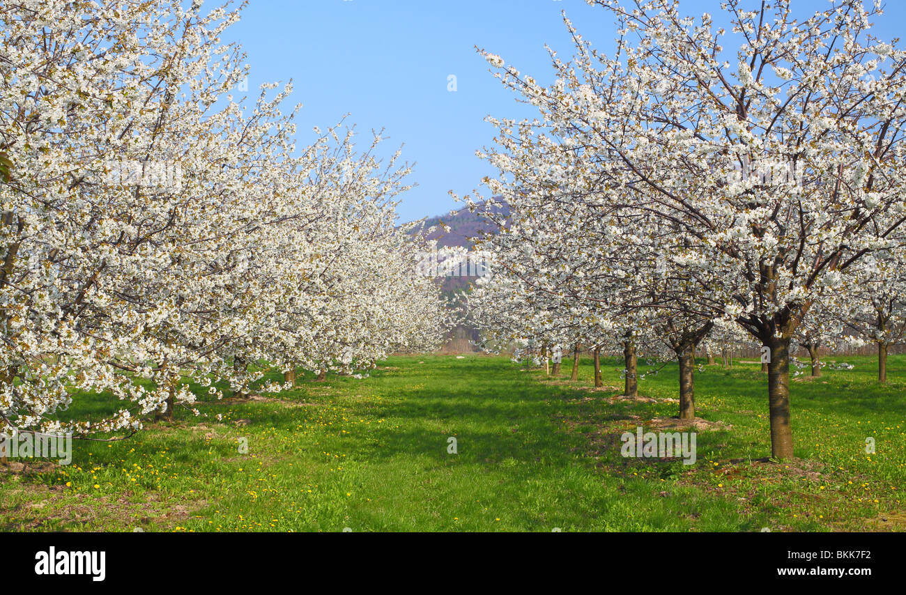 Cherry trees blooming in a sunny spring day Cerasus avium Stock Photo