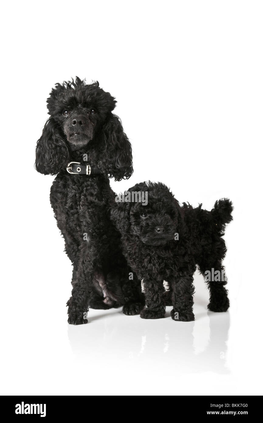 Portrait of a toy poodle puppy and it's parent against a pure white (255) background. Stock Photo