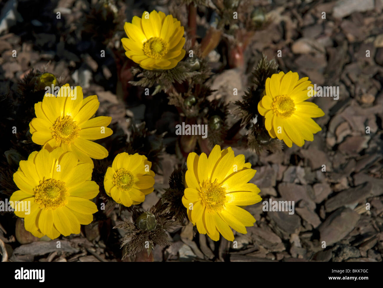 Far East Amur Adonis Adonis Amurensis Flowering Stock Photo Alamy