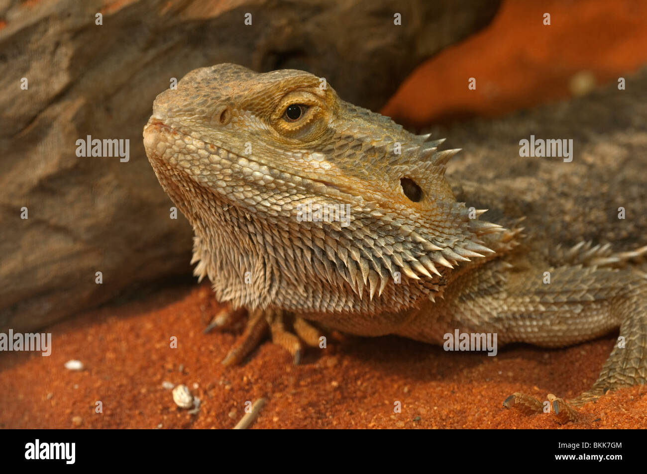 Central Bearded Dragon, Inland Bearded Dragon (Pogona vitticeps), portrait. Stock Photo