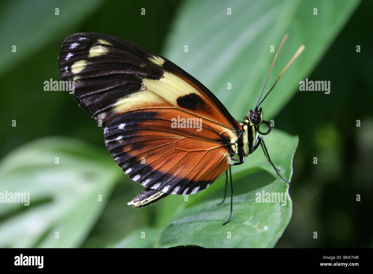 Tiger Heliconian Heliconius ismenius Stock Photo