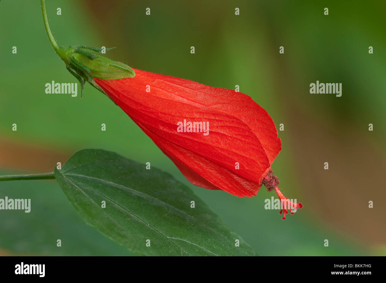 Turkcap, Turks Turban (Malvaviscus arboreus), flower. Stock Photo