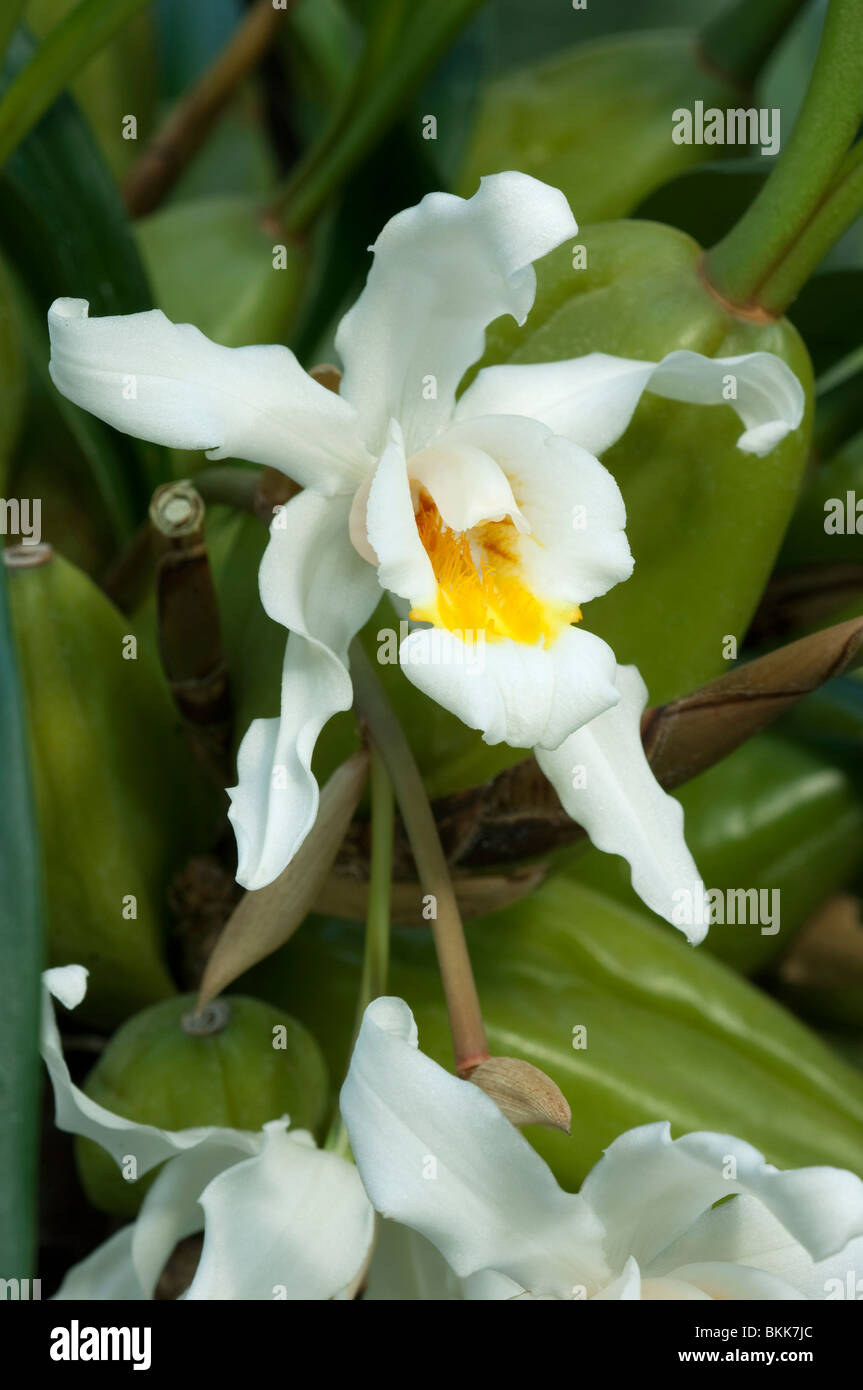 Orchid (Coelogyne sp.), flower. Stock Photo
