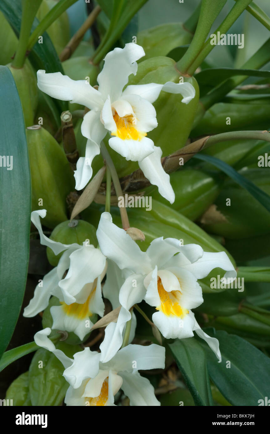 Orchid (Coelogyne sp.), flowers. Stock Photo