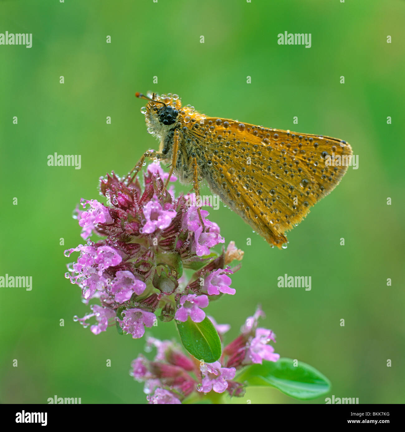 Large Skipper (Ochlodes sylvanus), butterfly covered in dew on an inflorescence. Stock Photo