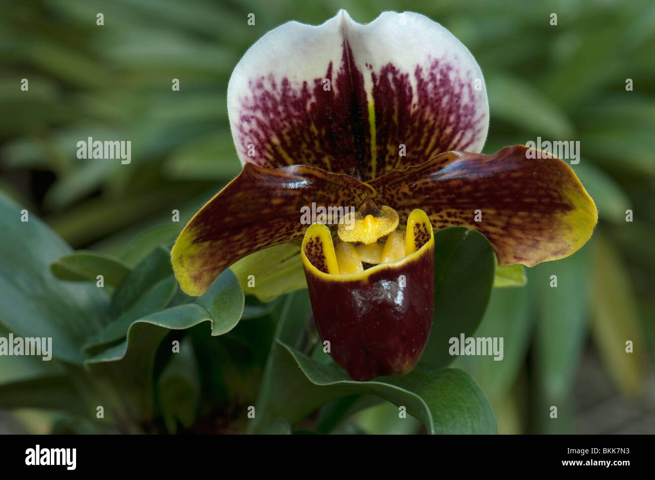 Orchid (Paphiopedilum hybrid), flower. Stock Photo