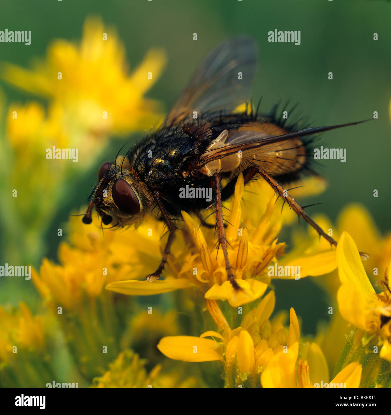 Tachinid Fly, Fever Fly (Tachina fera), adult on on a yellow flower. Stock Photo