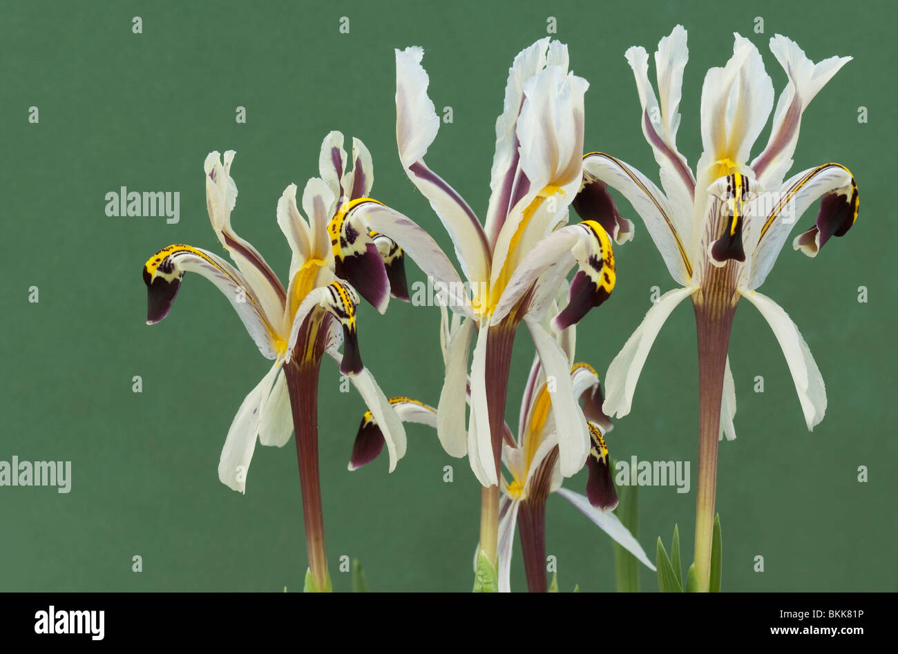 TÌNH YÊU CÂY CỎ ĐV 6 - Page 92 Iris-iris-nicolai-flowers-BKK81P