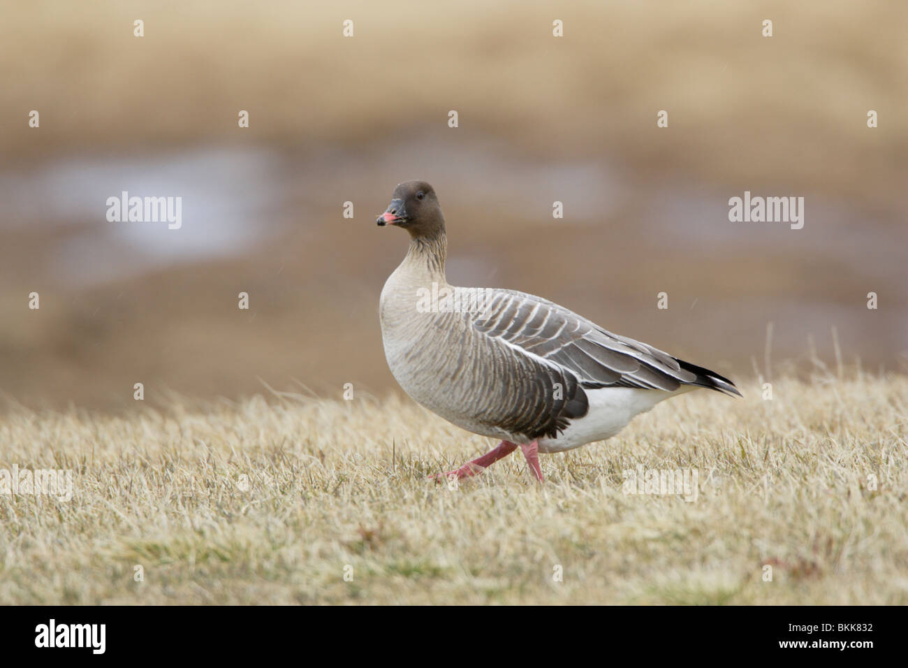 Pink-footed goose in Iceland Stock Photo