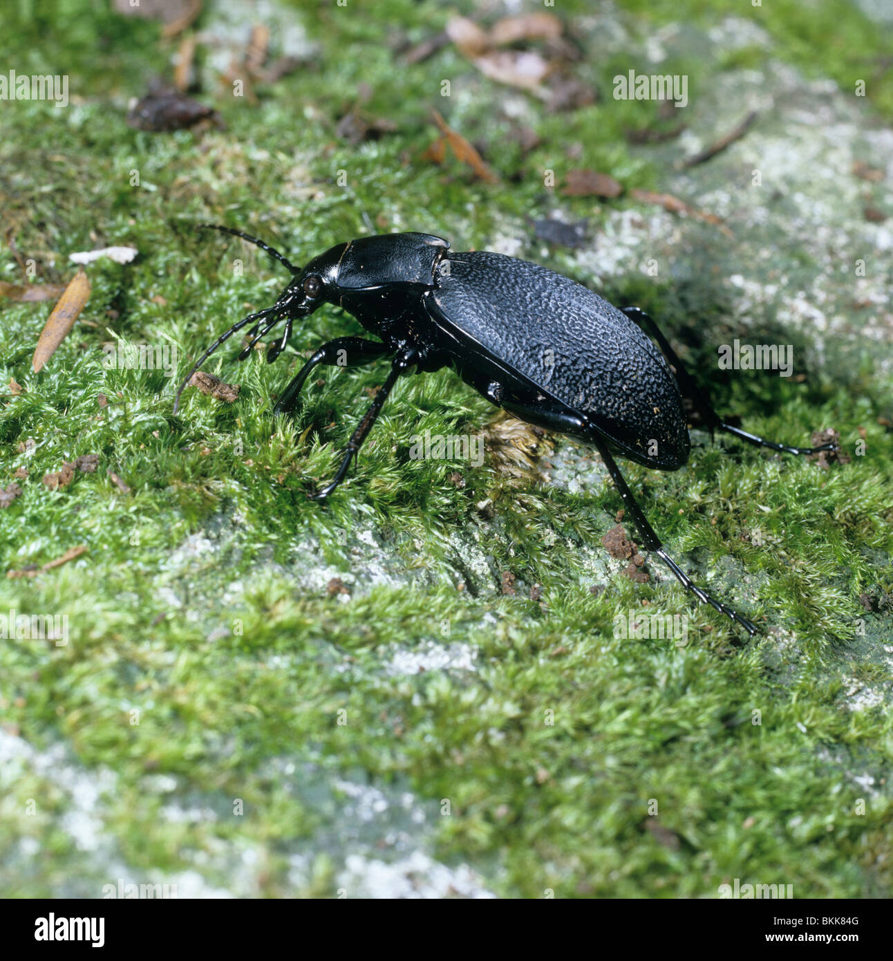 Leatherback Ground Beetle (Carabus coriaceus), adult on moss. Stock Photo