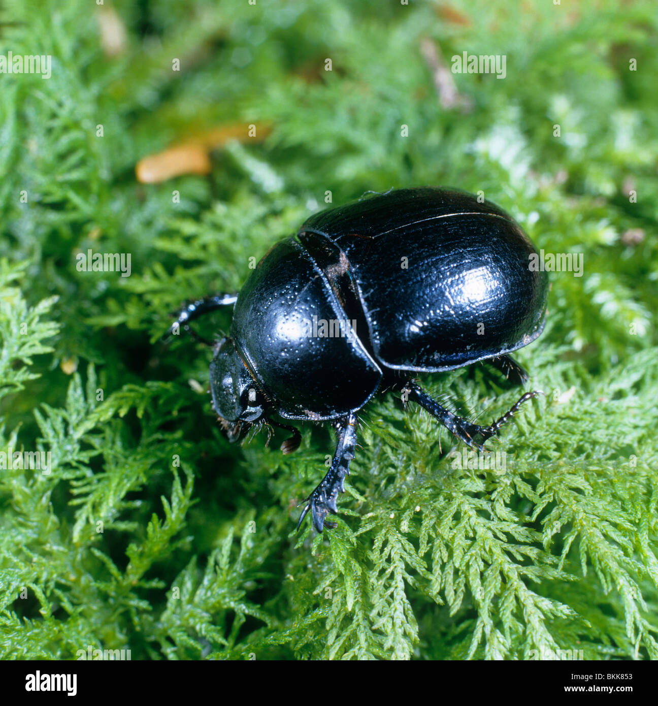 Dor Beetle, Dumble Dor, Clock, Lousy Watchman (Geotrupes stercorarius), adult crawling over Sphagnum moss. Stock Photo