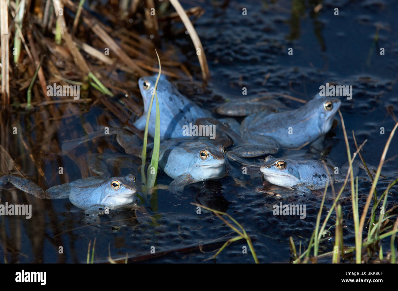 Moor Frog (Rana arvalis), five blue colored males in shallow water. Stock Photo