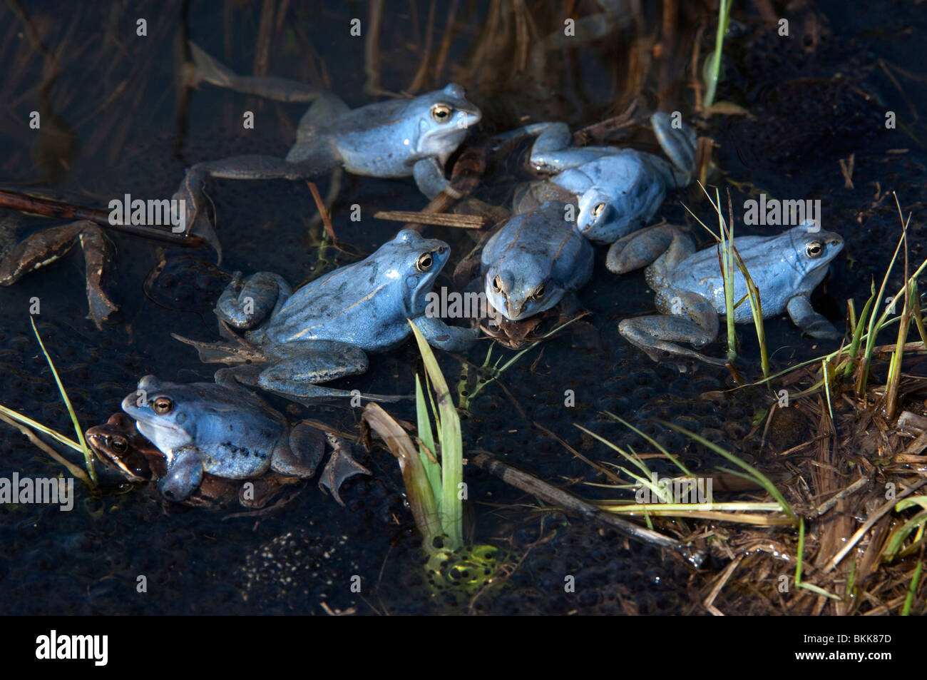 Moor Frog (Rana arvalis). Six blue coloured males in shallow water. Stock Photo