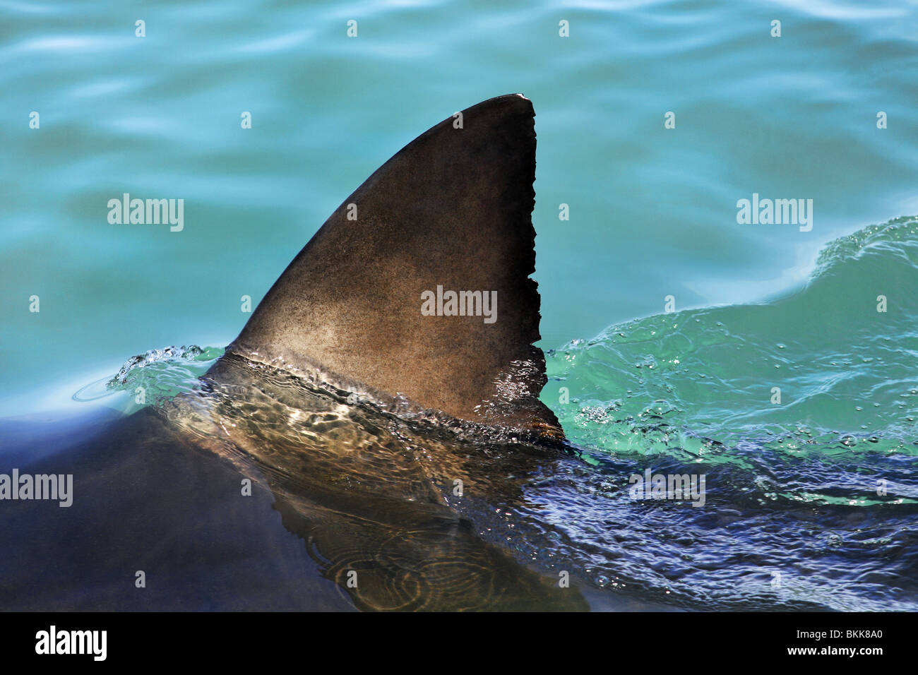shark dorsal fin breaking surface Stock Photo Alamy