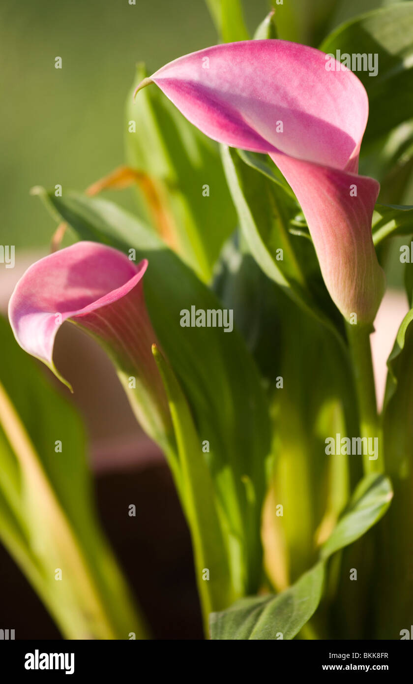Close up of the beautiful calla flowers. Stock Photo