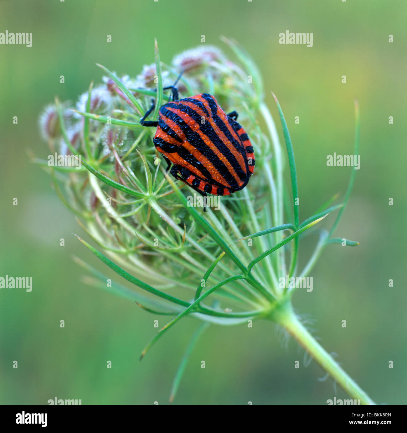 Striped Shield Bug (Graphosoma lineatum) on an inflorescence. Stock Photo