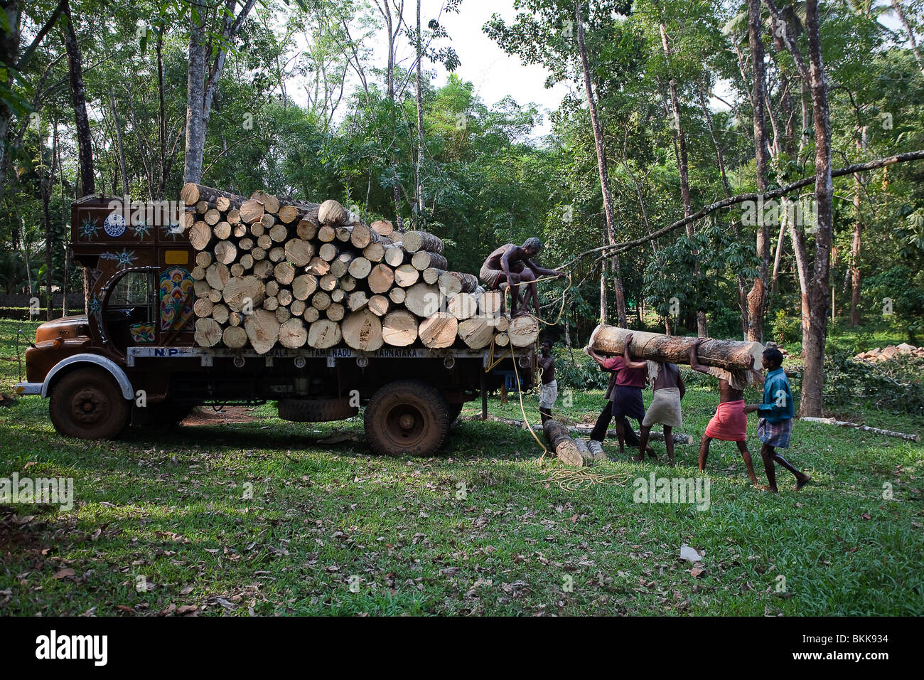 Plantation Tree Harvesting in forest in Kerala state indi Stock Photo ...