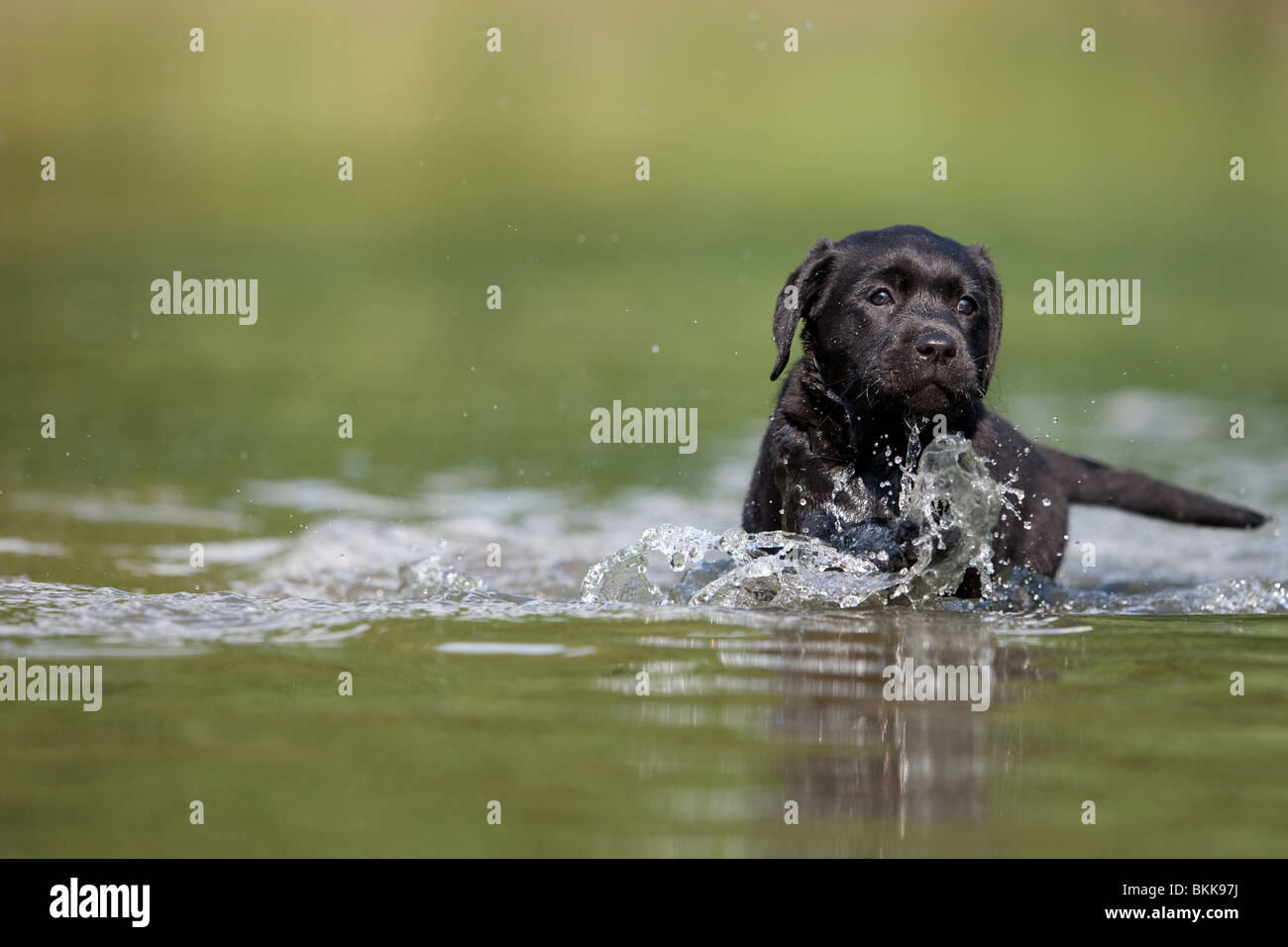 bathing Labrador Puppy Stock Photo Alamy