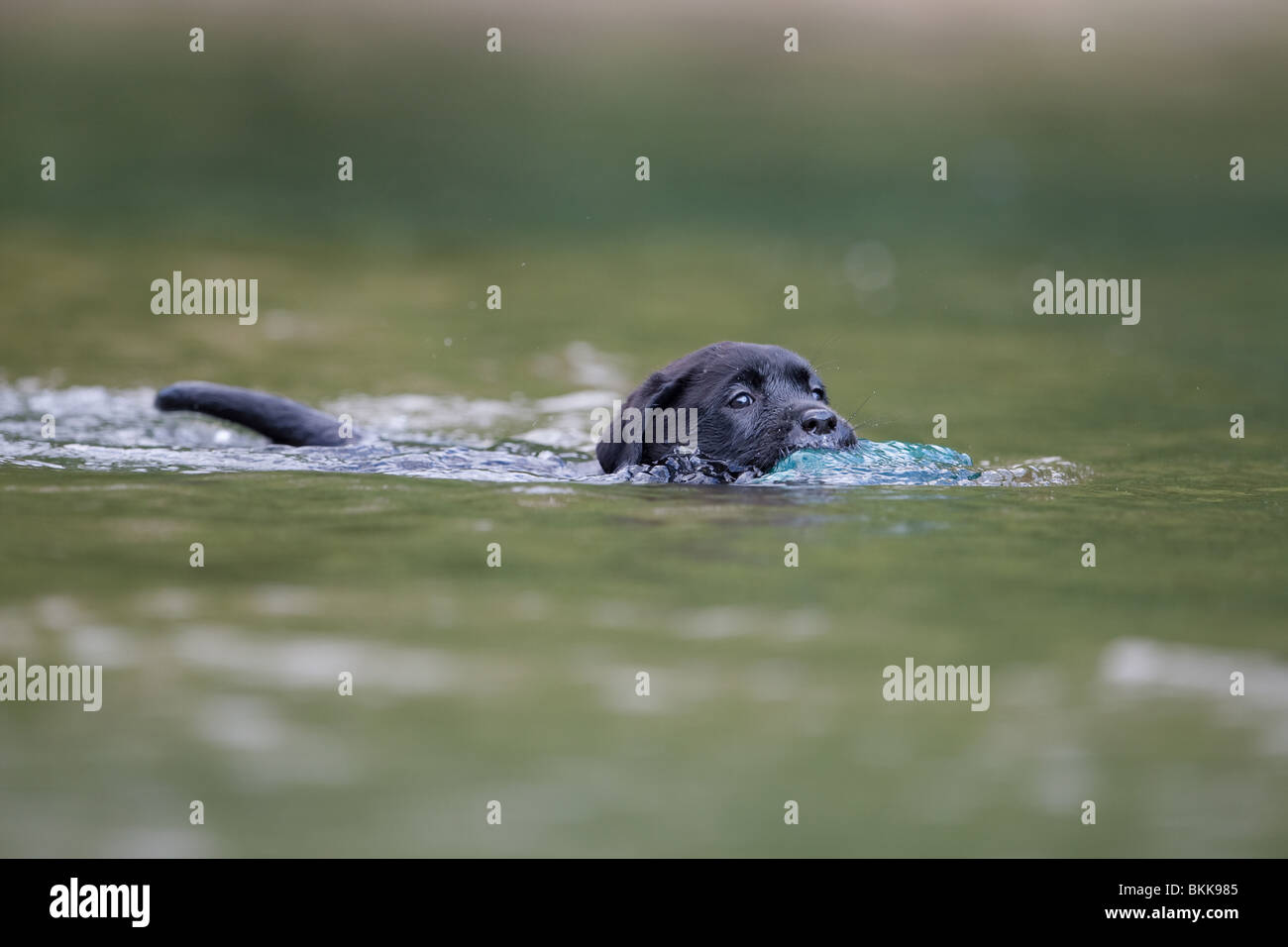 bathing Labrador Puppy Stock Photo Alamy