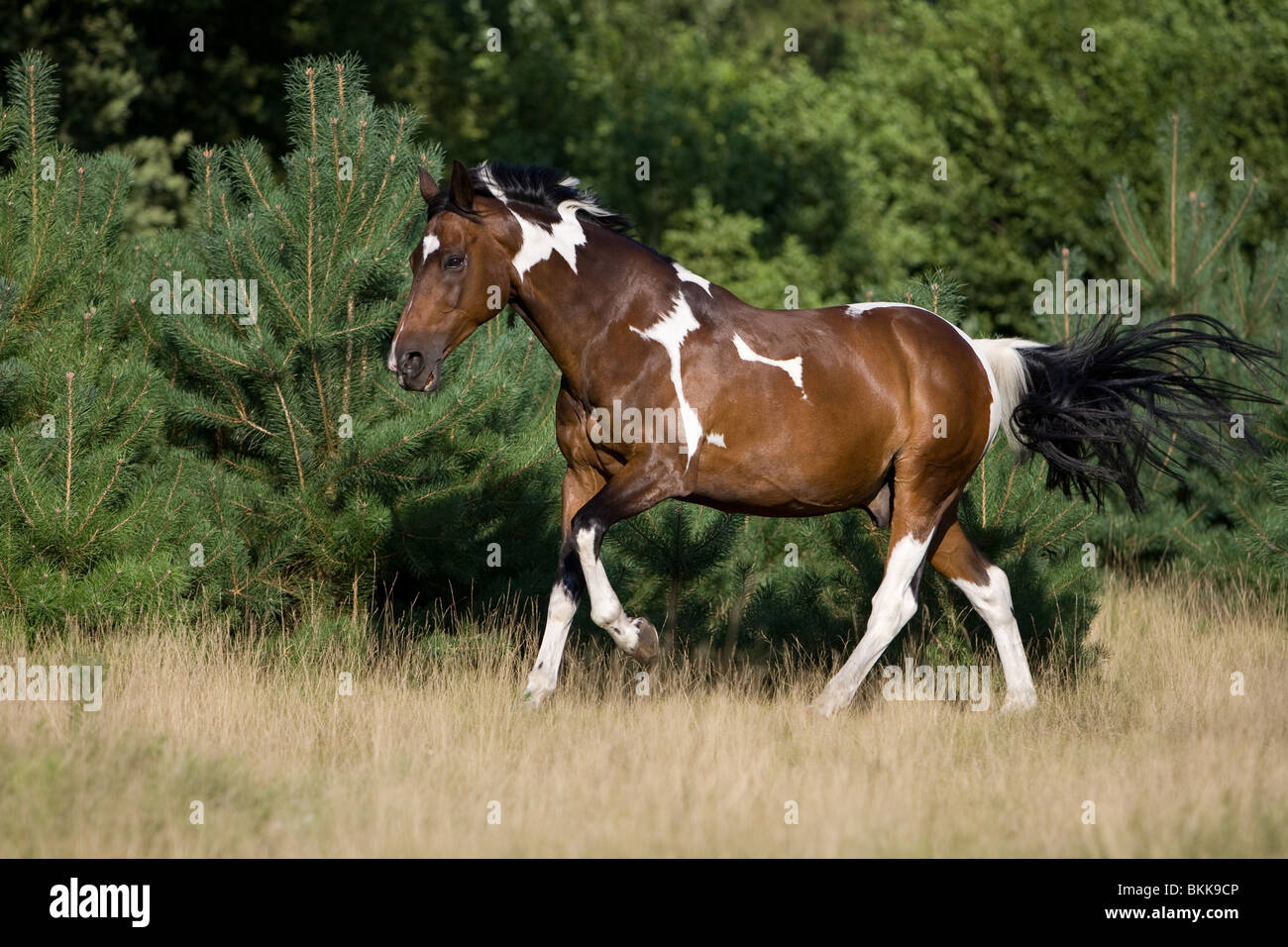 running french warm-blood Stock Photo