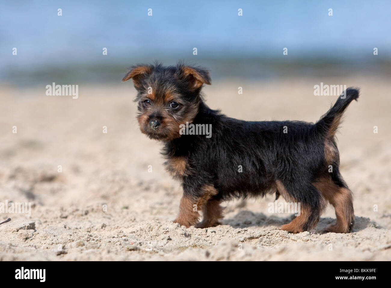 Australian Terrier puppy Stock Photo