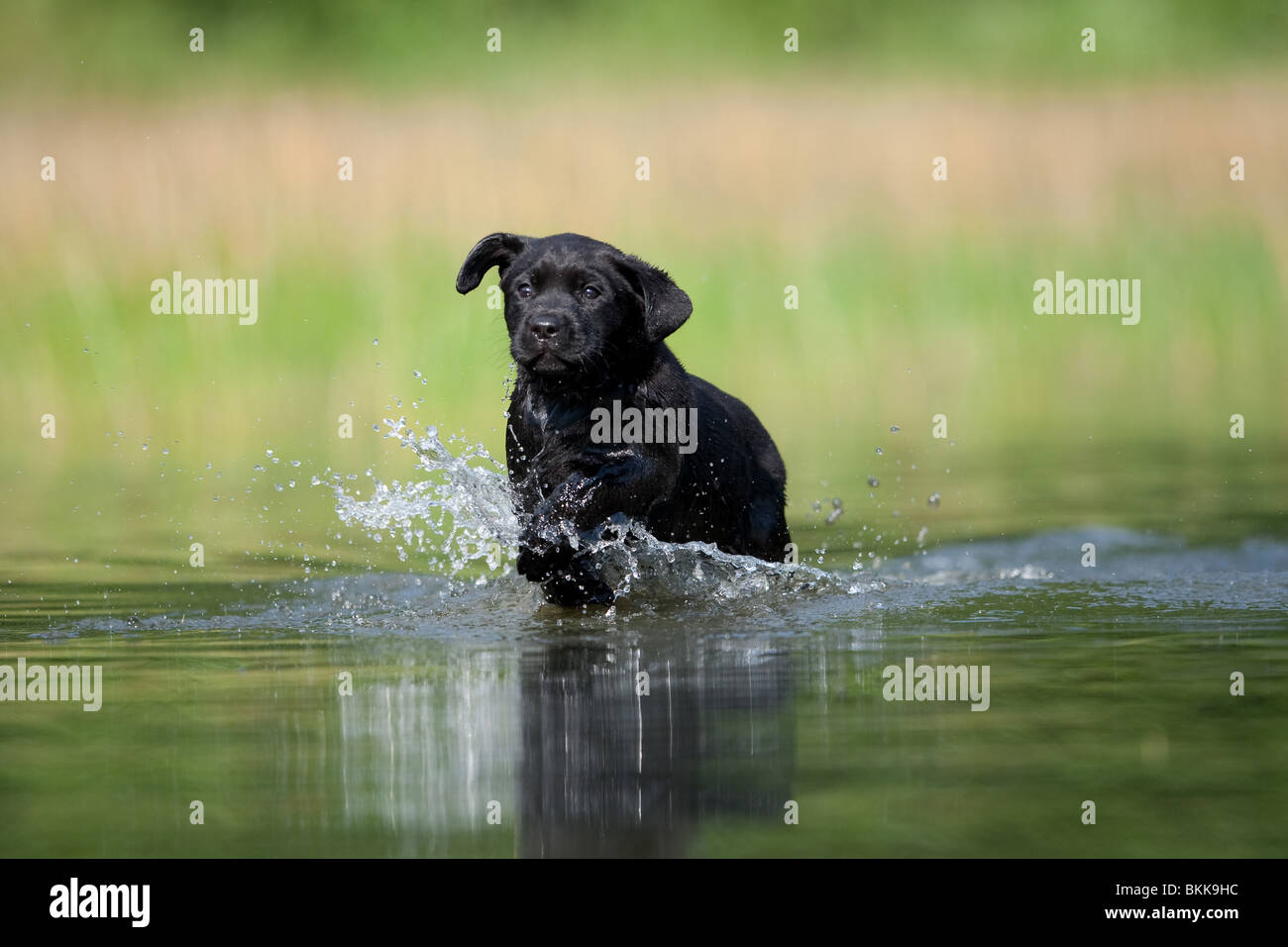 bathing Labrador Puppy Stock Photo Alamy