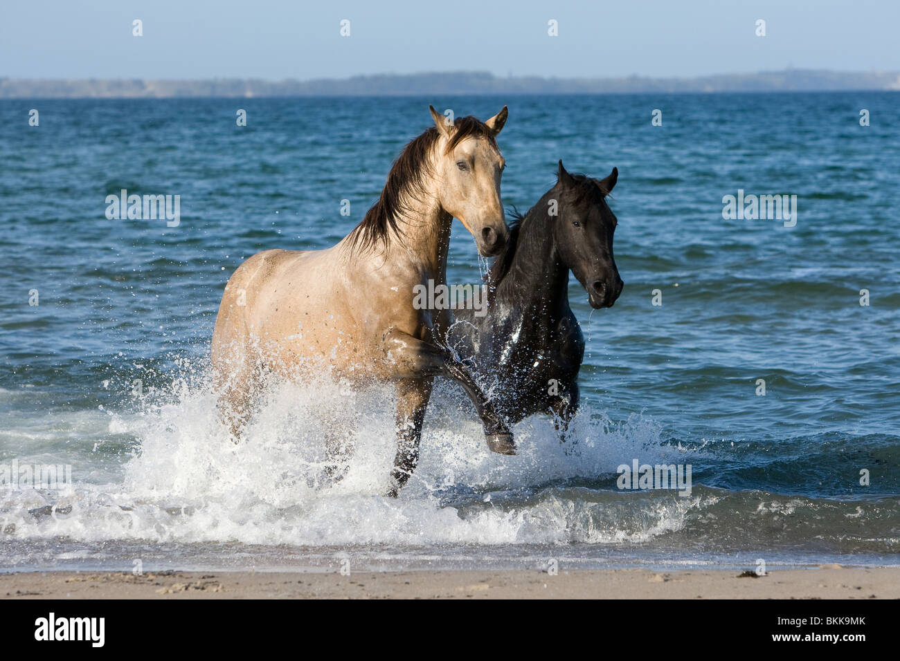 Quarab Horse stallion Stock Photo