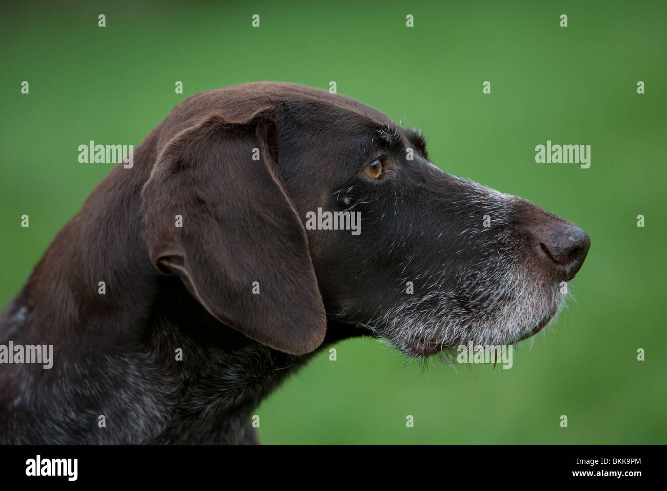 German wirehaired Pointer Portrait Stock Photo