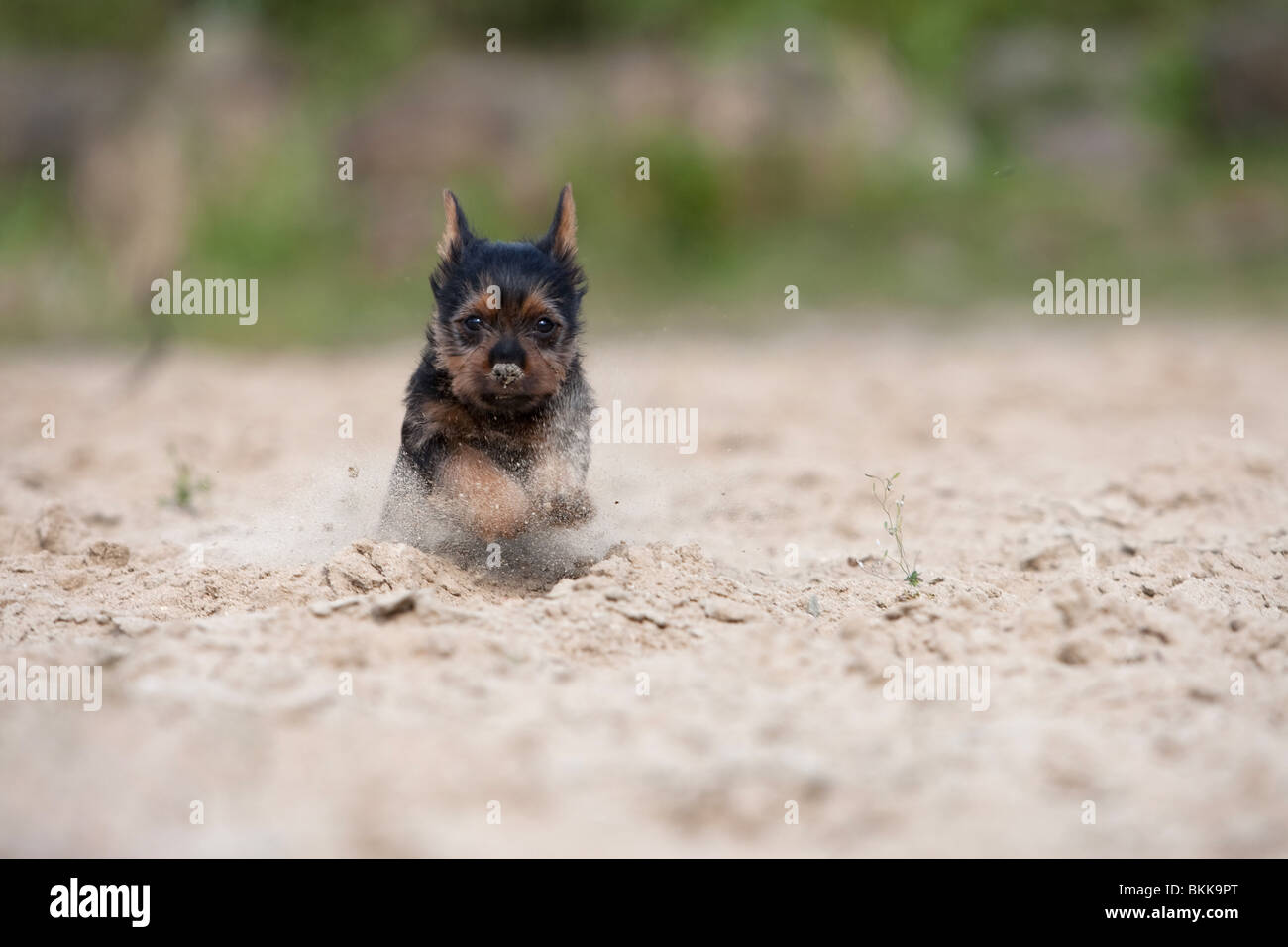 Australian Terrier puppy Stock Photo