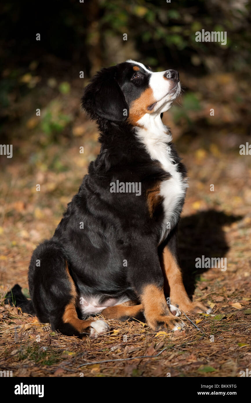 Sitting Young Bernese Mountain Dog Stock Photo Alamy sitting-young-bernese-mountain-dog-stock-photo-alamy