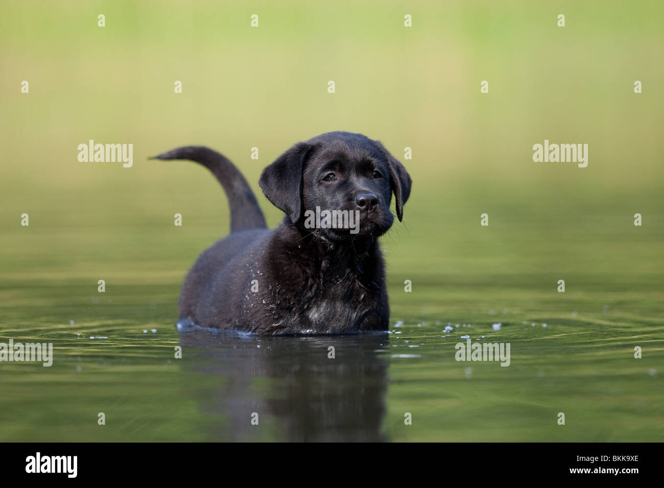 bathing Labrador Puppy Stock Photo Alamy