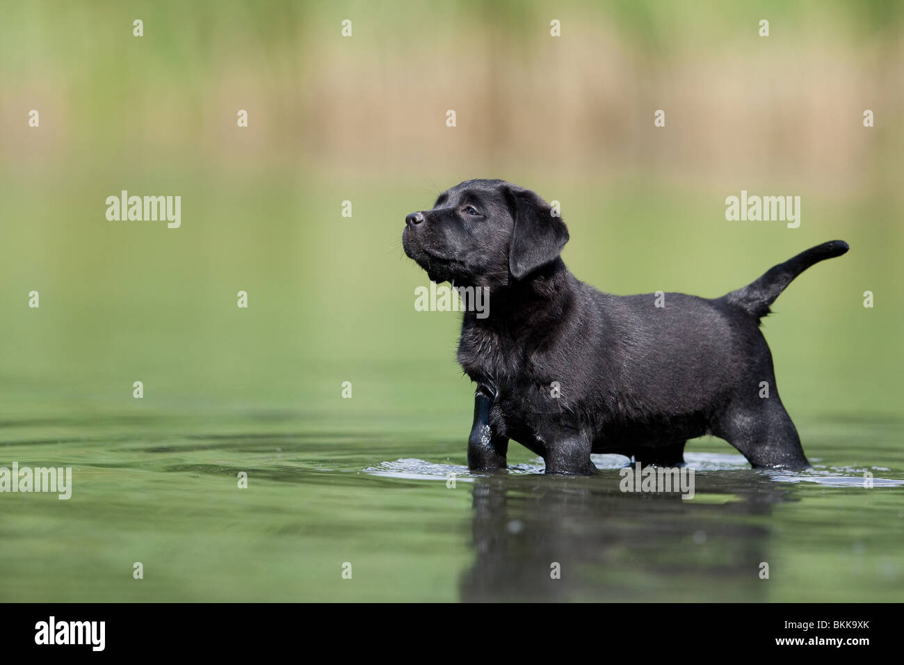bathing Labrador Puppy Stock Photo Alamy