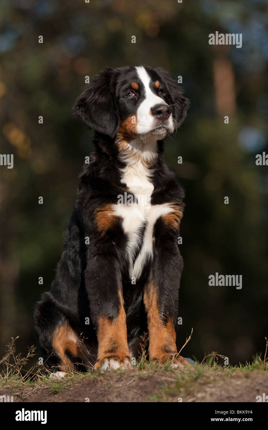 sitting-young-bernese-mountain-dog-stock-photo-alamy