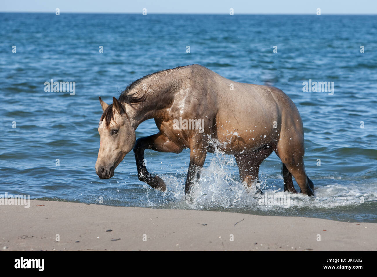 Quarab Horse stallion Stock Photo