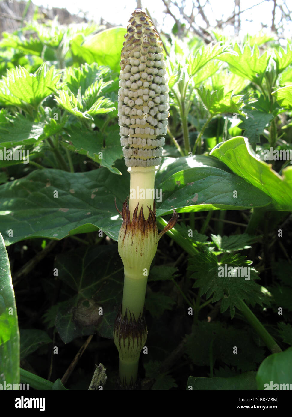 Fertile stems of  field horsetail (Equisetum arvense) Stock Photo