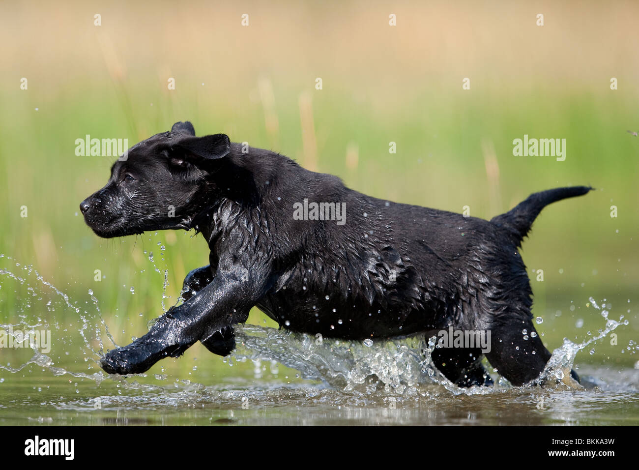 bathing Labrador Puppy Stock Photo Alamy