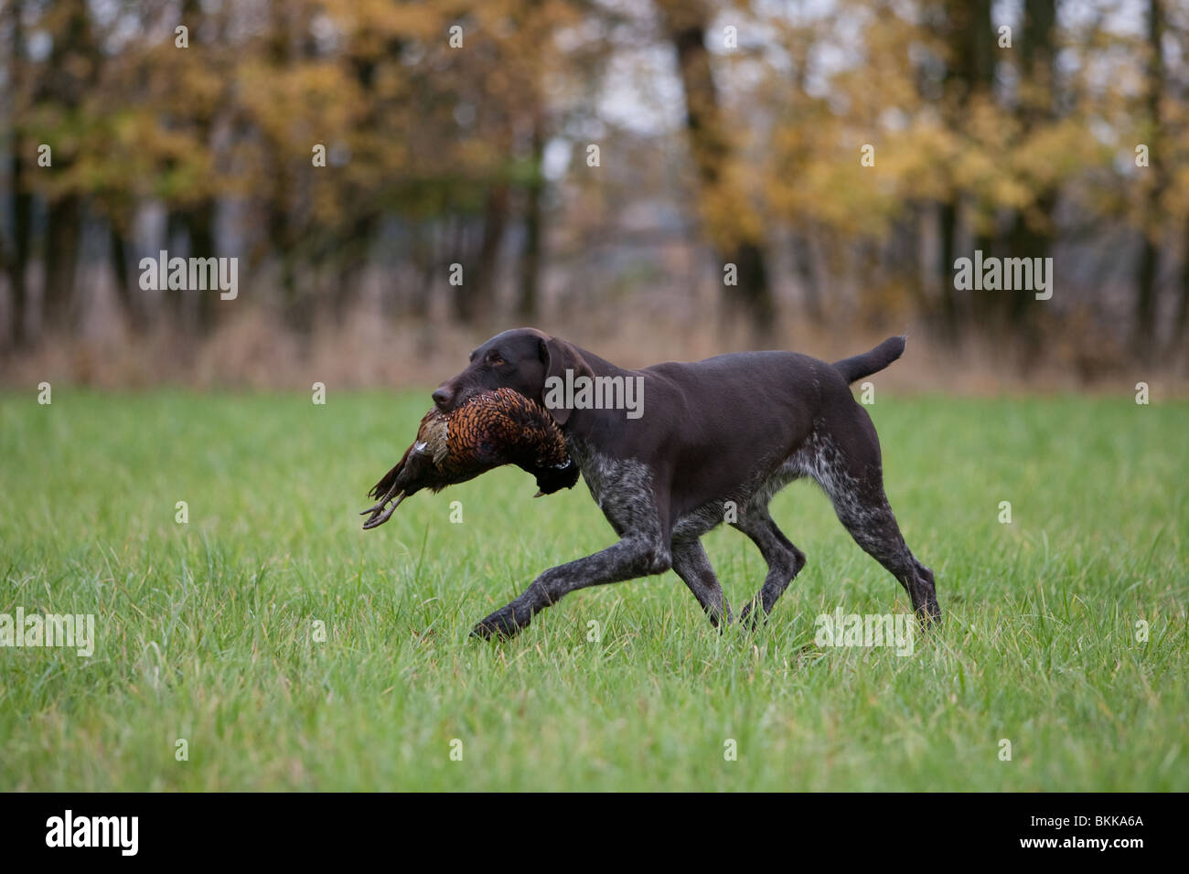 German Wirehaired Pointers Hi Res Stock Photography And Images Alamy